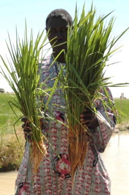 MALI: Farmer in the Timbuktu region showing difference between regular