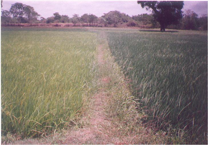 SRI LANKA: same rice variety, same irrigation system,