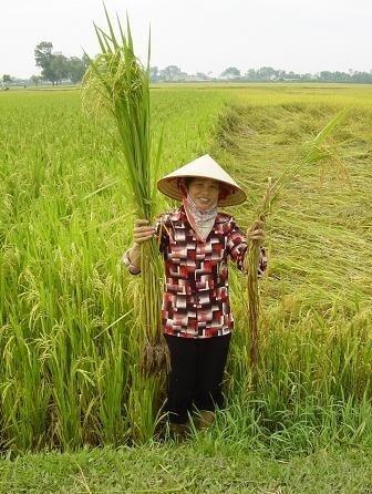 VIETNAM: Farmer in Dông