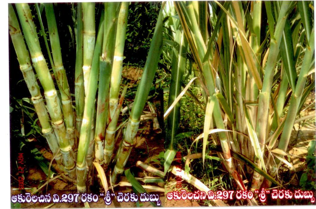 Sugar cane grown with SRI methods (left) in Andhra Pradesh