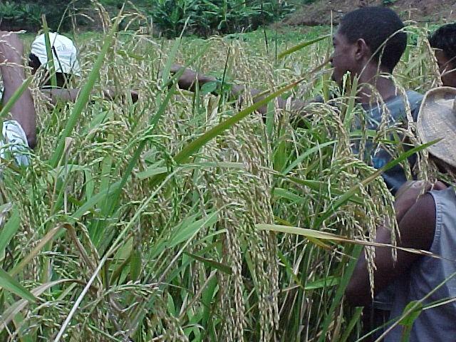 MADAGASCAR: Rice field