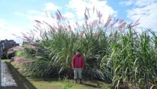 Ishigaki Island Erianthus 60 50 40 30 20 Example of biomass