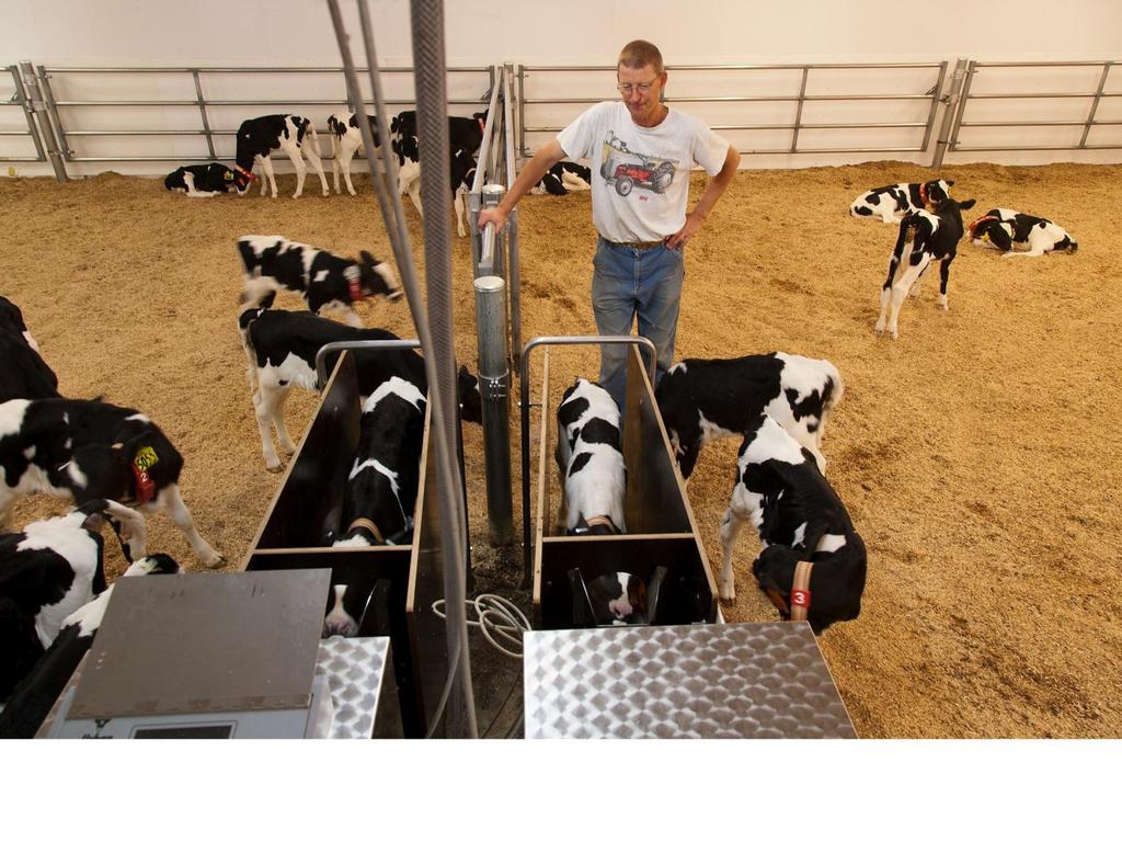 SROC Urban computer milk and grain feeders placed in a renovated calf room
