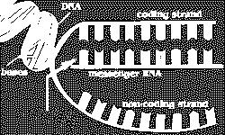 htm DNA and RNA http://www.