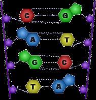DEOXYRIBONUCLEIC ACID DOUBLE STRANDED Image from: http://www.tokyo-med.ac.