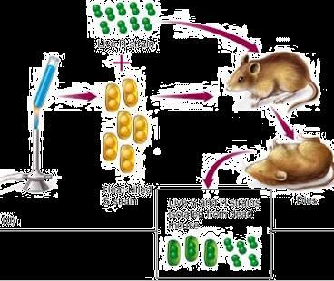 Images from: http://microvet.arizona.edu/courses/vsc610/mic205/griffith.jpg BUT... If he mixed heat-killed LETHAL bacteria with live harmless bacteria... mice DIED!