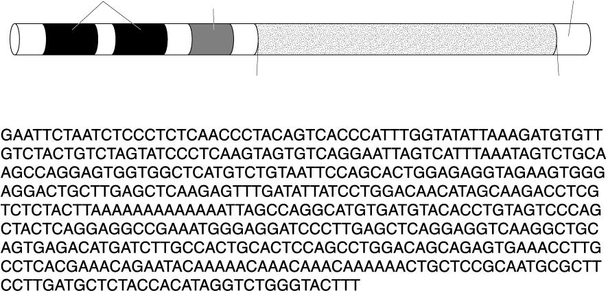 Typical Gene Structure Section 12-5 Regulatory sites Promoter (RNA
