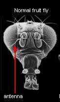 HOX GENES Similar genes controlling the eyes of insects and our own eyes have also been discovered.