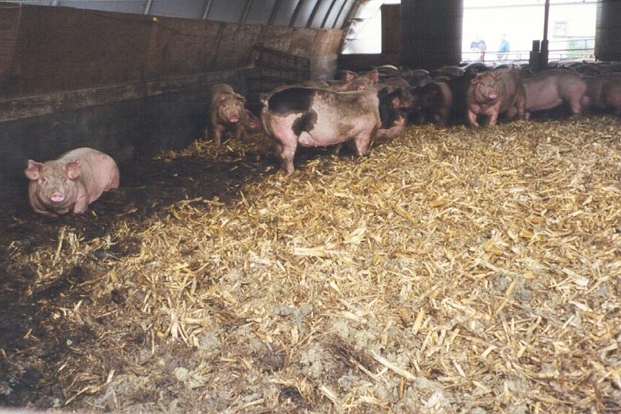 Summer: hoop pigs had greater average daily