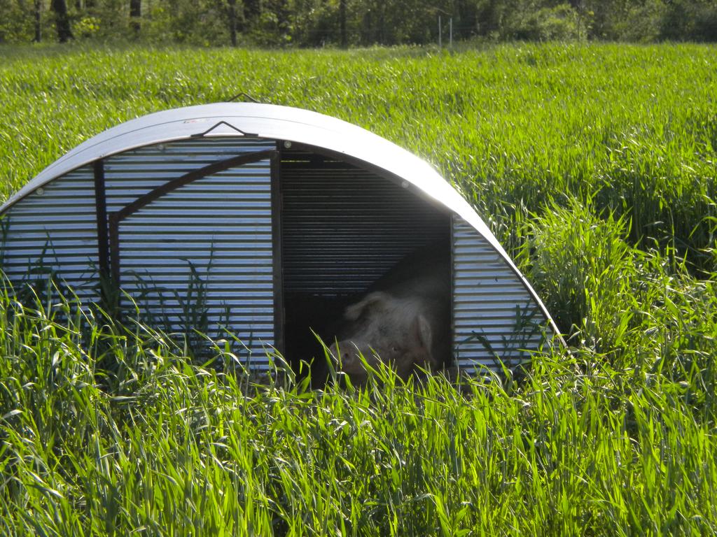Farrowing Huts 7 7 W metal structures Commonly
