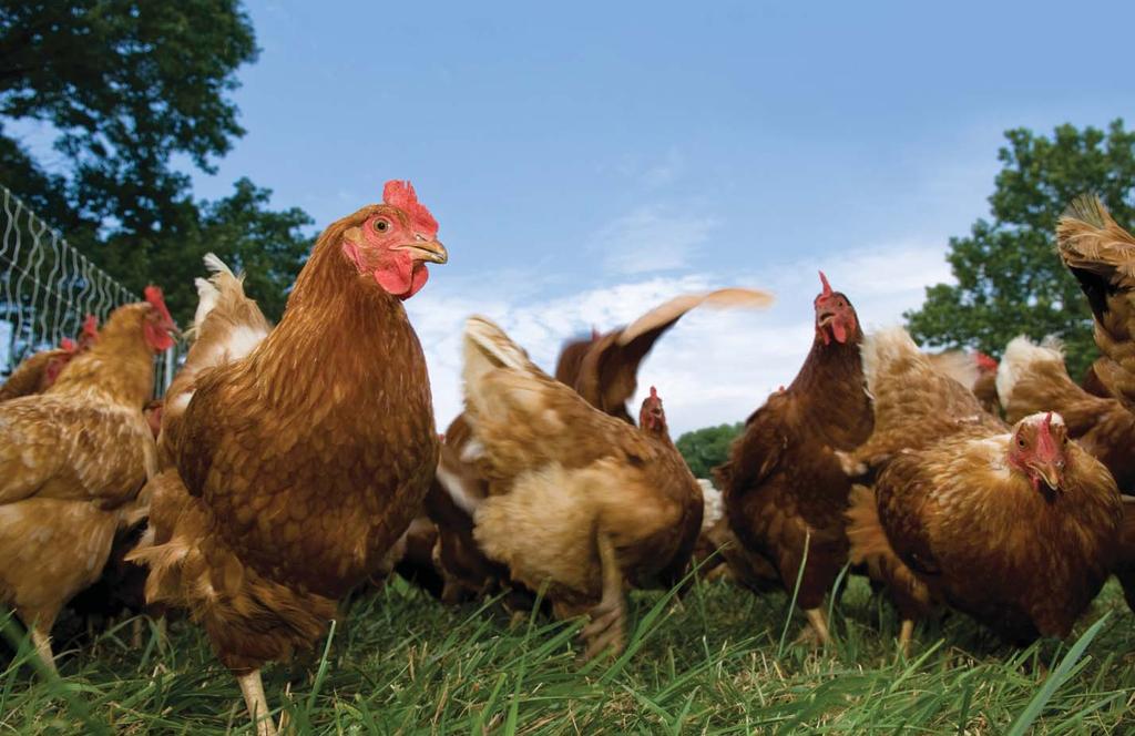 LAYING HENS We believe that all cage egg production systems should be replaced by higher welfare alternatives such as barn, free range and organic.