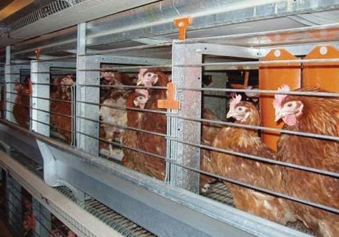 Encourage food companies to adopt higher welfare cage-free policies with target dates for the phase out of cages 2.