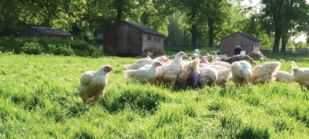MEAT CHICKENS We believe that improving the lives of chickens reared for meat requires the use of systems and genotypes that maintain higher levels of welfare throughout the production cycle.