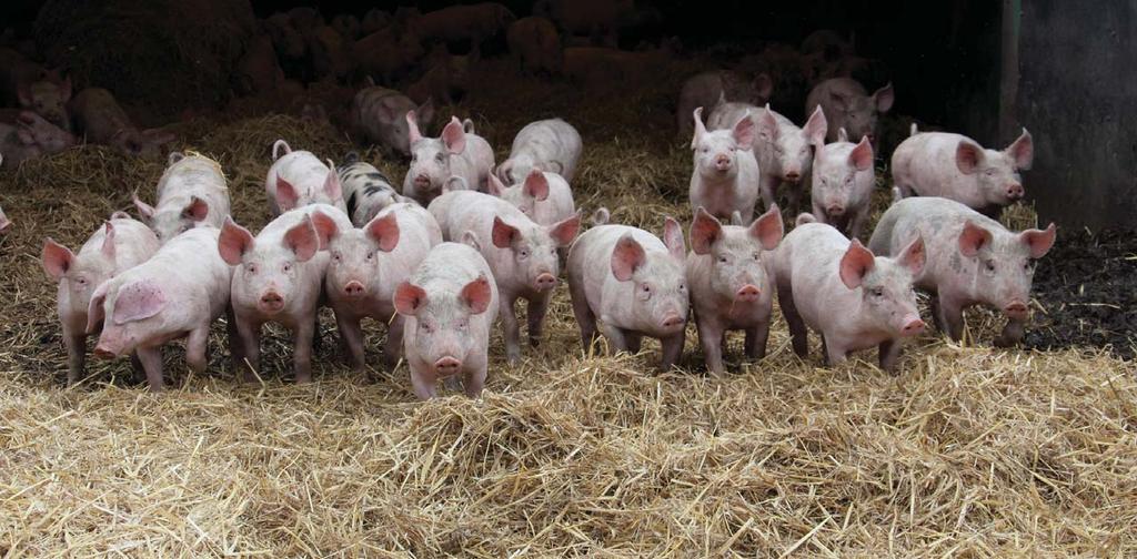 RSPCA PIGS We believe that pig welfare should be improved such that pigs are not required to be tail docked and do not experience tail biting, and that all sows, boars and rearing pigs are kept in