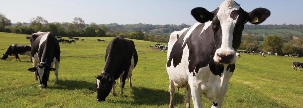 DAIRY COWS We believe that higher dairy cow welfare involves using dairy production systems and management protocols that substantially reduce metabolic disease and lameness as well as improve calf