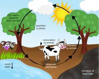 Short-Term Cycles Monsoon 7. Where do monsoons predominately occur? Drought Heat Wave Cold Wave El Niño Southern Oscillation (ENSO) 8. Carbon Dioxide (CO 2 ) in the Atmosphere.
