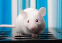 Gnotobiotic mouse models born, removed from the mother