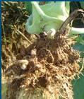 Rhizosphere- near the root but within the influence of the root (from exudates, volatiles etc.