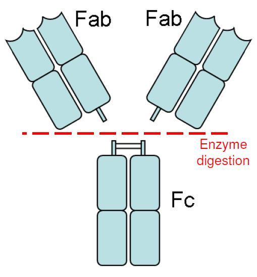 Antibody fragments Ab when treated with certain enzymes cleaved into; FC and Fab they reflect the 2