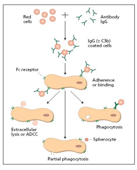 Consequences of RBC Ag-Ab reaction Agglutination