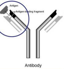 Antibody structure Variable regions: 2 sections at the end of the Y arm Contain Ag binding sites