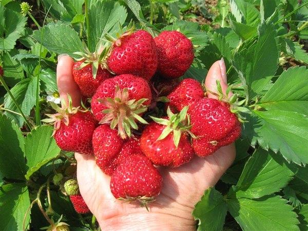 Canefruit Strawberry Other & Mixed Photo: Boistfort Valley Farm FNDC, NZ Reported 2013 total WA