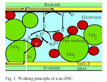 Dye-Sensitized Solar Cell: Working Principle http://www.ecn.nl/docs/library/report/1998/rx98040.pdf Photon Excitation of dye Fast electron injection into C.B.