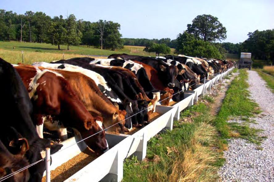 Fence line feeding is safer for animals, represents a more efficient use of labor, helps prevent