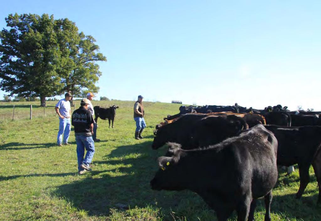 Fly control is critical to maintain gains as well as eye health and mastitis prevention.