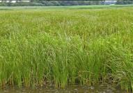 measured in experimental marsh ecosystems 80% of N-inputs from land and estuary