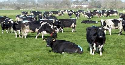 higher digestibility diet Grass v Silage Lower energy