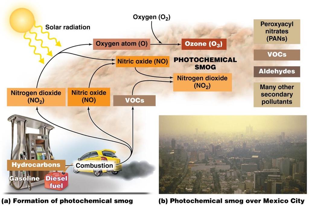 Smog poses health risks (cont d) Photochemical smog results