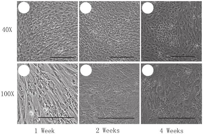 MOLECULAR MEDICINE REPORTS 12: 5355-5360, 2015 5357 A B C D Figure 1. Flow cytometric analysis of bone marrow-derived stem cells.