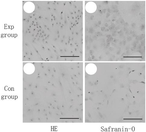 5358 ZHANG et al: SUPERNATANT OF CARTILAGE CELLS PROMOTES CHONDROGENIC DIFFERENTIATION OF BMSCs A B C D Figure 3. Histological staining.