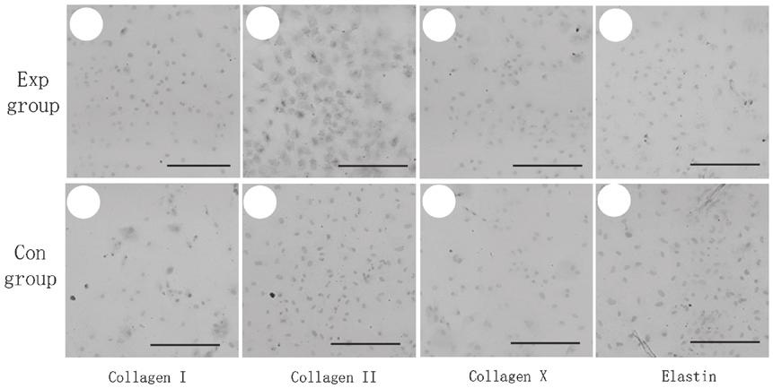 (D) Compared with the control group of BMSCs, (B) pink staining with Safranin O revealed glycosaminoglycan production by mature chondrocytes (scale bar, 100 µm).