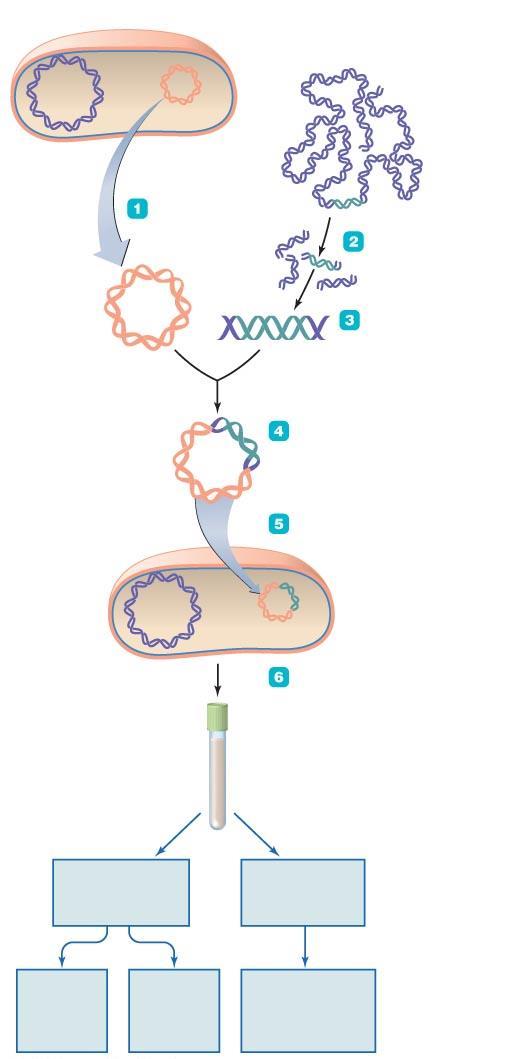 Figure 8.1 Overview of recombinant DNA technology. Bacterial cell DNA containing gene of interest Bacterial chromosome Plasmid Isolate plasmid.