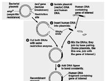 Genes can be cloned into recombinant DNA vectors Generation of DNA fragment Mechanical shearing Restriction enzymatic digestion Joining into a