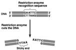 vitro Generation of DNA fragment Enzymatic digestion of purified DNA PCR RT-PCR Restriction enzymes are used to make recombinant DNA Cut DNA at