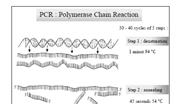 polymerase with loading dye Hot Start polymerase