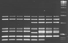specific PCR (ISSR) Inverse-PCR (IPCR or RE-PCR) Ligation Mediated PCR (LM-PCR) Long distance PCR