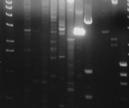 Transcriptase PCR (RT-PCR) Quality of RNA Reverse Transcriptase-QC oligo dt random hexamers gene