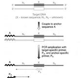 specific PCR Genomic
