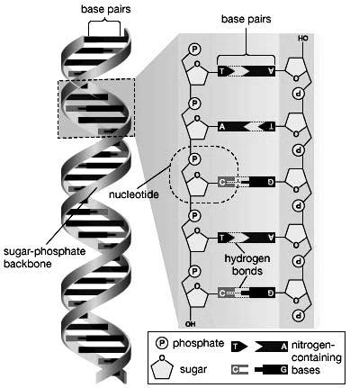GENETIC ENGINEERING Structure of chromosome: Each chromosome (chromatin) is made up of a molecule of deoxyribonucleic acid (DNA) wrapped around protein bundles.