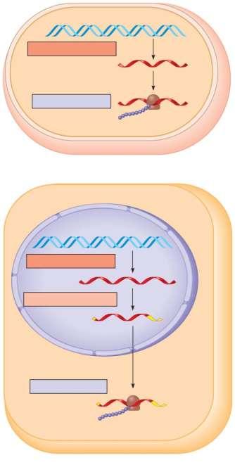 TRANSCRIPTION DNA Overview: the roles of transcription and translation in the flow of genetic information TRANSLATION Polypeptide mrna