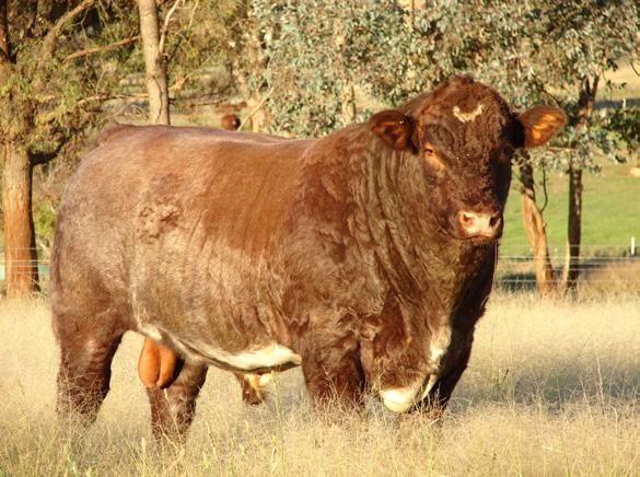CONTENTS SHORTHORN PRODUCTION...1 The breed that built Australia. SHORTHORN PURE...4 Stand out from the Crowd.
