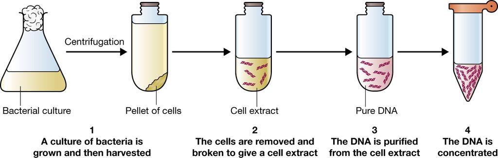 Purification of DNA from living cells Total cell DNA & Plasmid DNA Grow and harvest bacterial culture