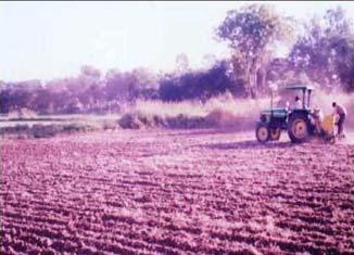 T 1 took extra time for the first irrigation, the tillage operation and then sowing operations.