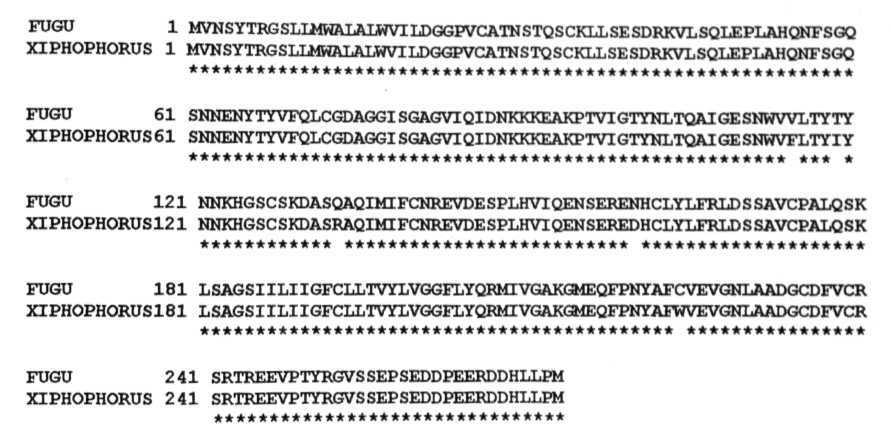 Figure.16 : Alignment of amino acid sequence of fugu MPR 46 with xiphophorus MPR 46 sequence.