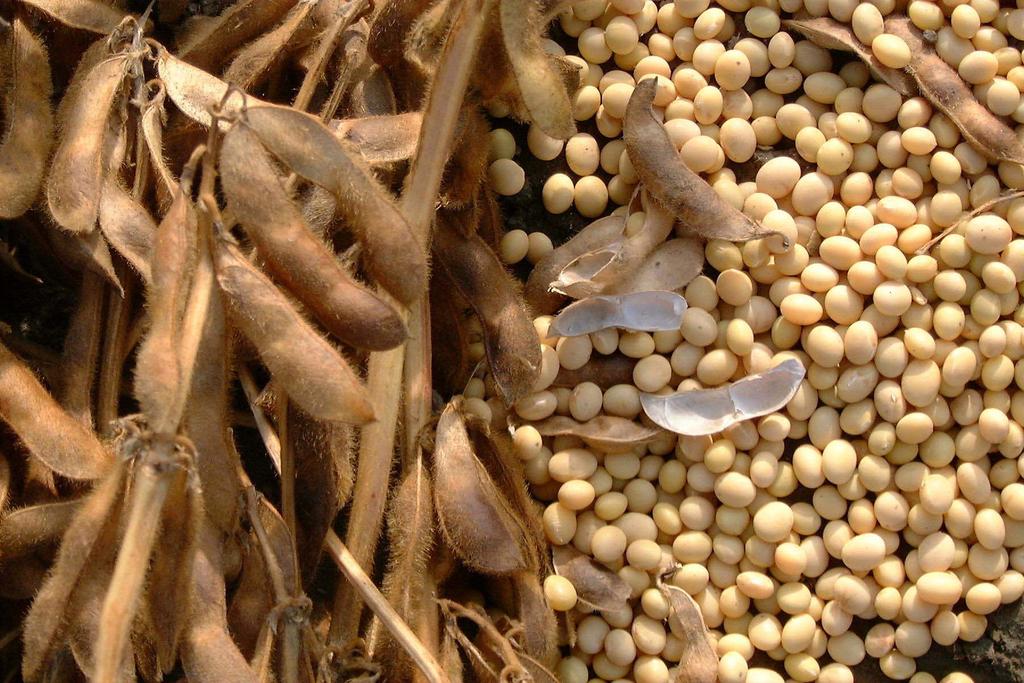 Castor-Bean Palm Cotton-Seed
