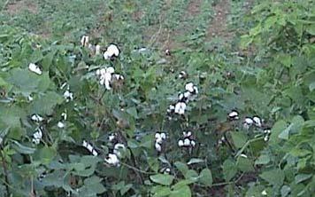 Southeast Soybean - Cotton-Seed